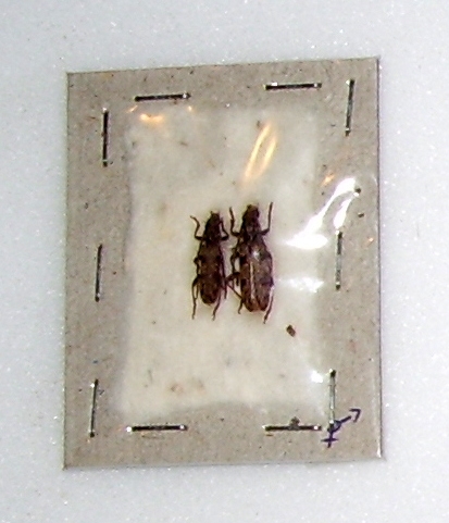 Dissaporus cylindricus