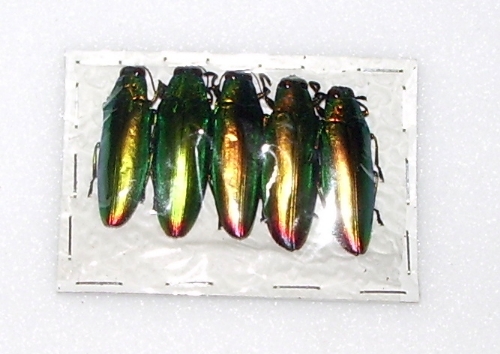 Chrysochroa fulminans