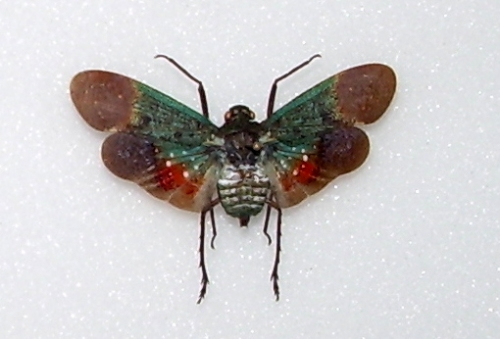 Penthicodes farinosa