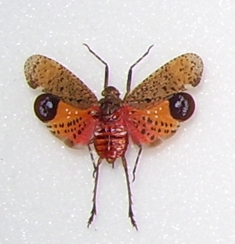 Penthicodes pulchella