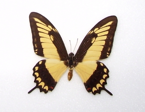 Papilio lycophron