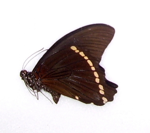 Papilio nireus