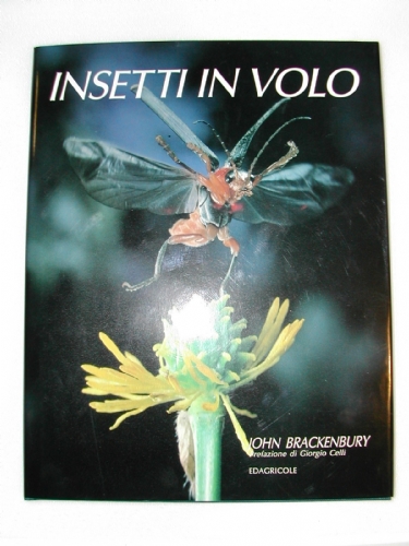 Insetti in volo