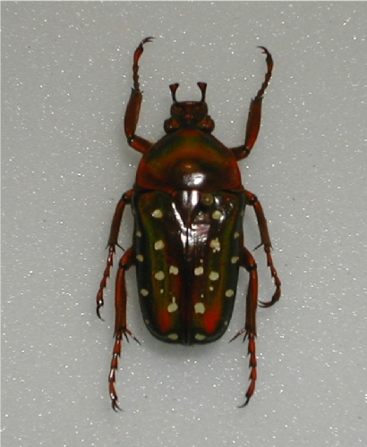 Stephanorrhina guttata