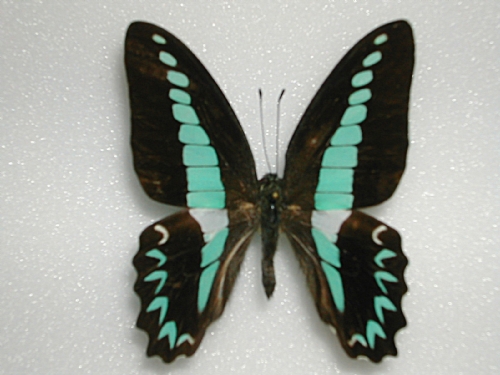 Graphium milon
