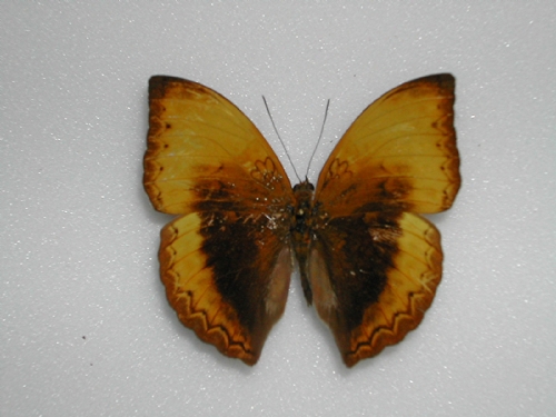 Cymothoe hypata