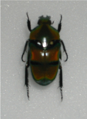 Ischiopsopha bifasciata